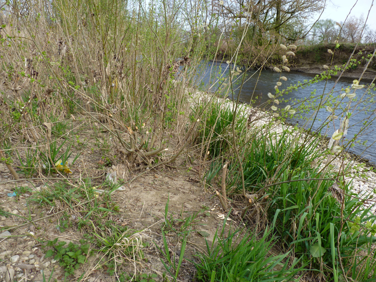 https://cdnfiles1.biolovision.net/www.faune-alsace.org/userfiles/gepma/castor/Coupes-sur-jeunes-saules-Ill-a-Ensisheim-68-Mars-2014.jpg