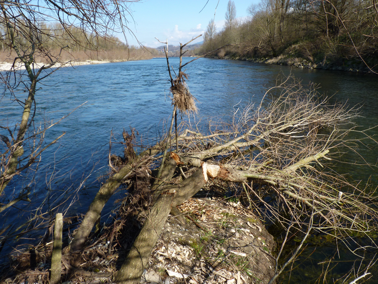 https://cdnfiles1.biolovision.net/www.faune-alsace.org/userfiles/gepma/castor/Coupes-sur-saules-Ilot-sur-le-vieux-Rhin-Petit-Landau-68-Mars-2014.jpg