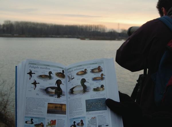 https://cdnfiles1.biolovision.net/www.faune-alsace.org/userfiles/modeemploi/wetlands/wetlands.jpg