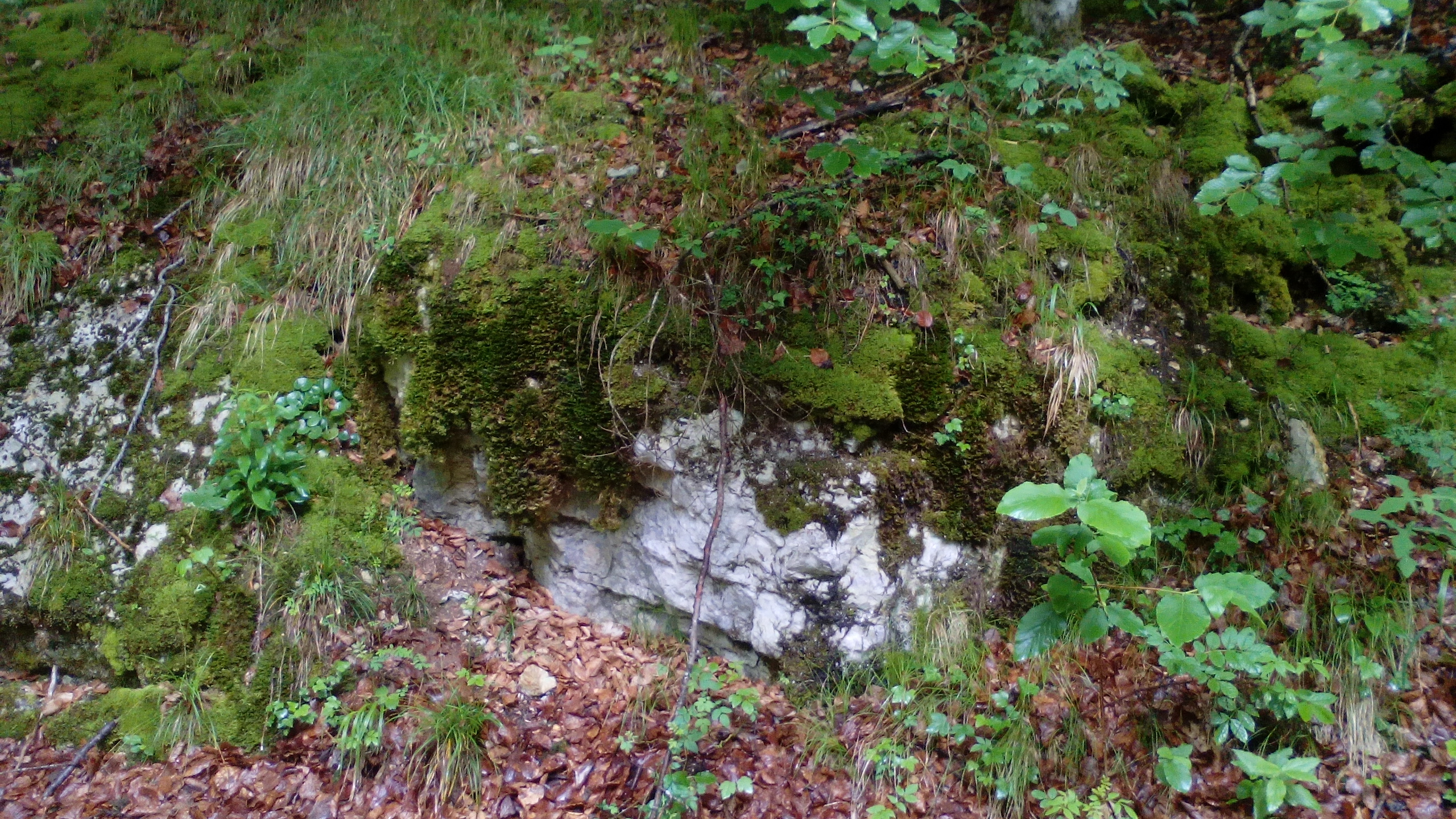 https://cdnfiles1.biolovision.net/www.faune-alsace.org/userfiles/mollusques/Ncsaxatilis.jpg