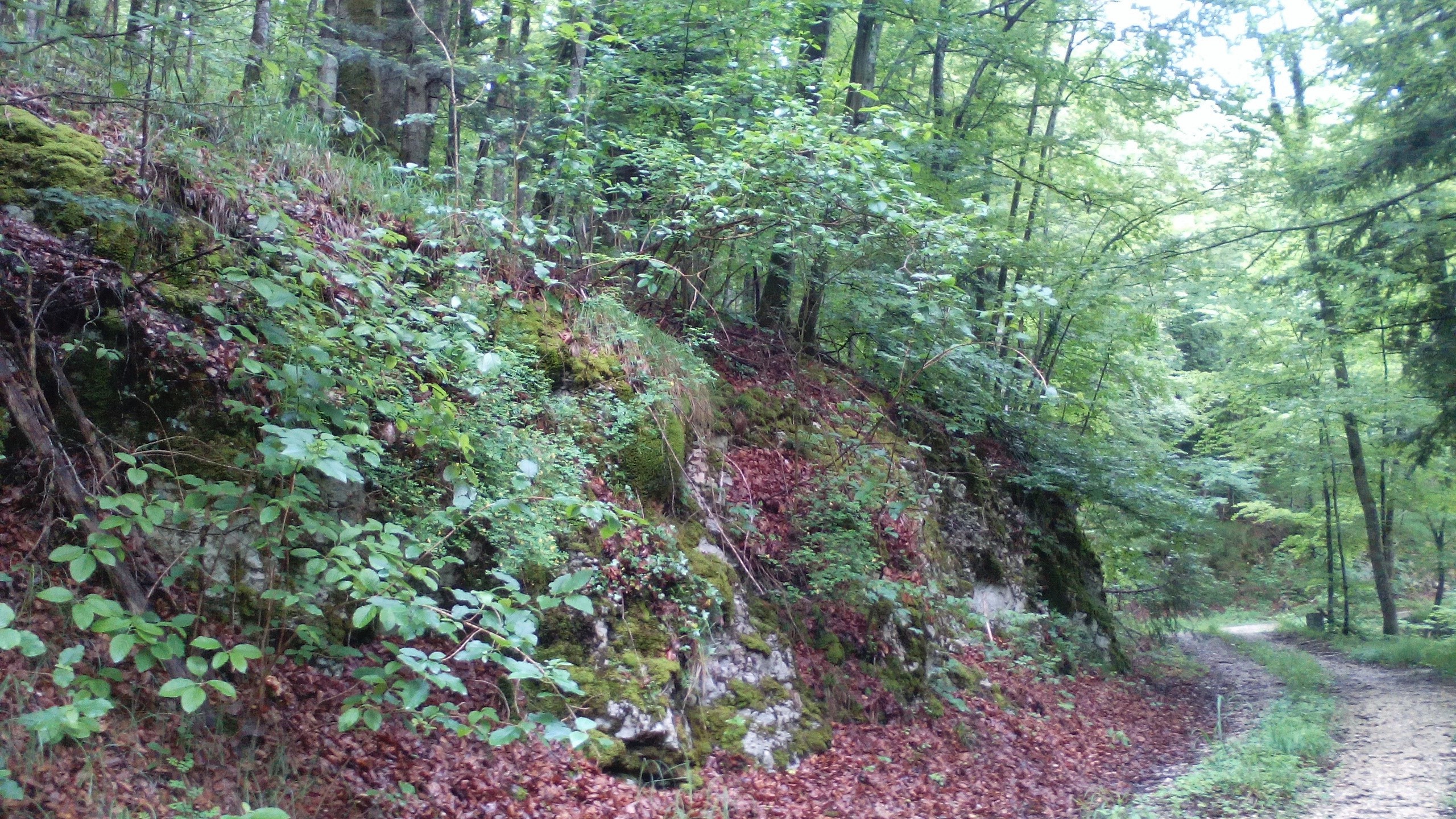 https://cdnfiles1.biolovision.net/www.faune-alsace.org/userfiles/mollusques/milieupourlesdeuxespecesCfimetNsax.jpg