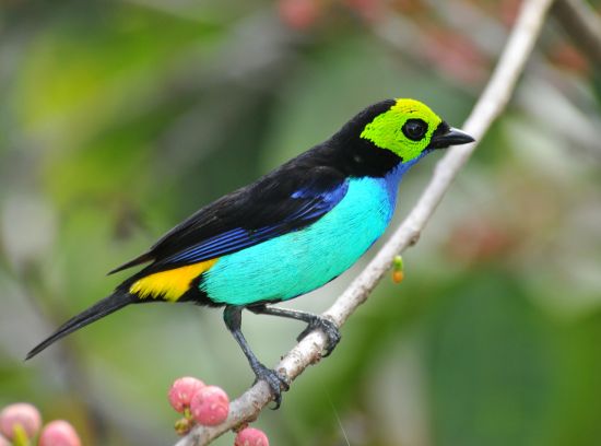https://cdnfiles1.biolovision.net/www.faune-anjou.org/userfiles/actus/CallistesepticolorMichelClament-7640.jpg