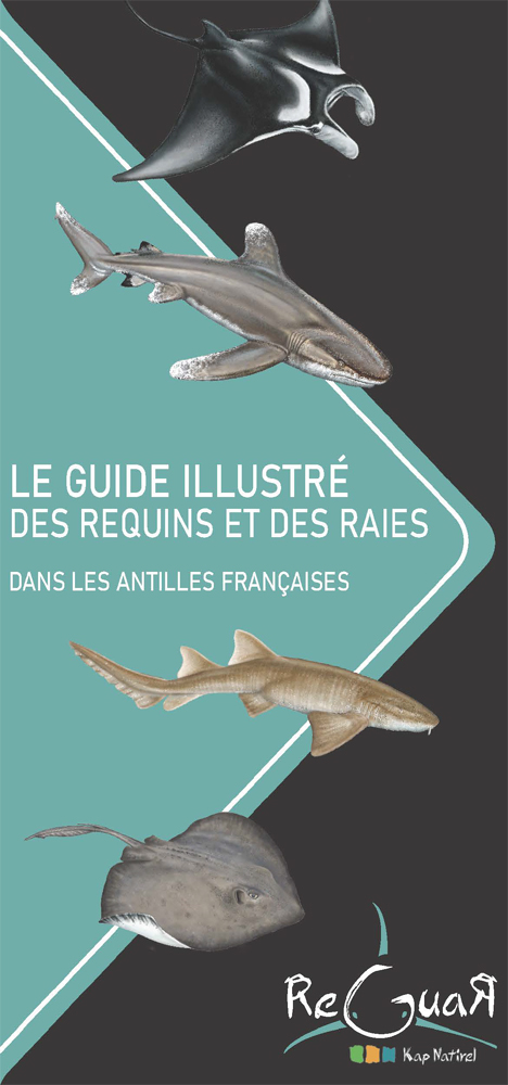 https://cdnfiles1.biolovision.net/www.faune-antilles.org/userfiles/FauneAntilles/Identification/depliantrequinsraiesantillesreguar.jpg