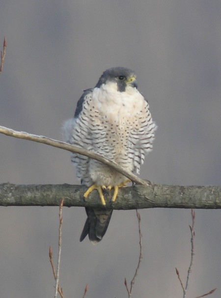 https://cdnfiles1.biolovision.net/www.faune-aquitaine.org/userfiles/Images/pelerin.jpg