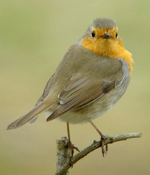https://cdnfiles1.biolovision.net/www.faune-aquitaine.org/userfiles/STOCEPS/EriRubJCBonnet2012250.jpg