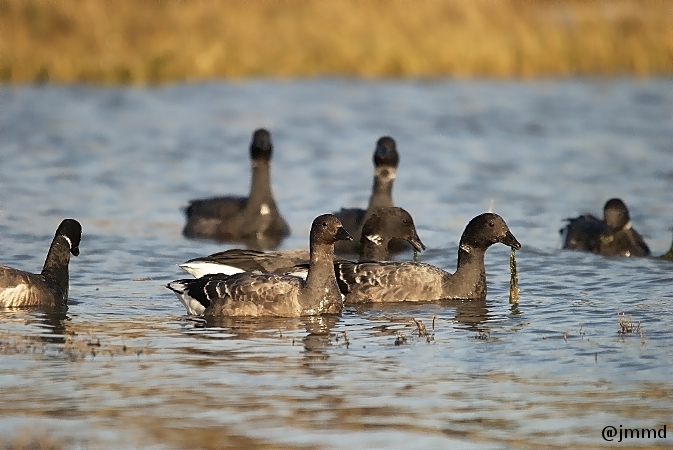 https://cdnfiles1.biolovision.net/www.faune-aquitaine.org/userfiles/WetLands/bernache.jpg