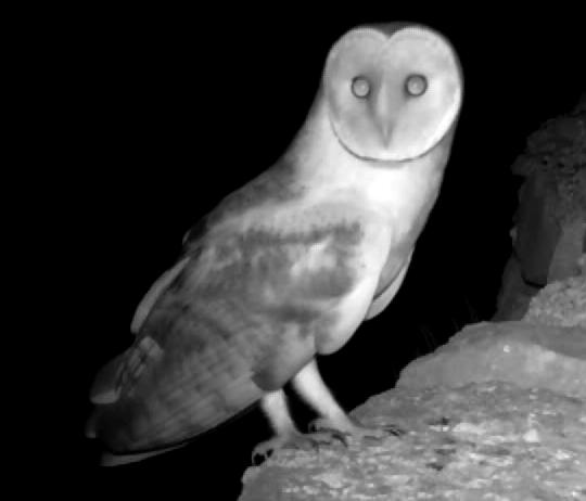 https://cdnfiles1.biolovision.net/www.faune-ardeche.org/userfiles/EffraiePaolive.JPG