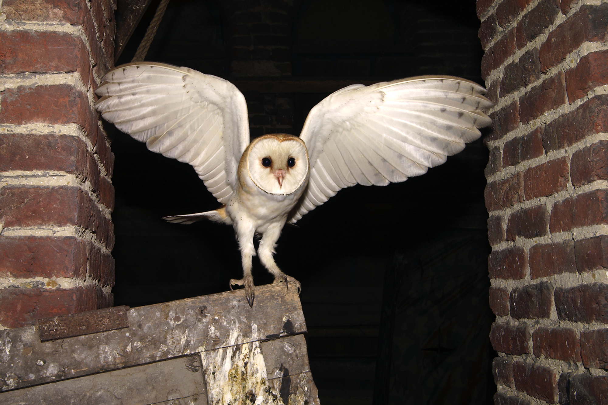 https://cdnfiles1.biolovision.net/www.faune-ardeche.org/userfiles/EffraiedesclochersGrgorySMELLINCKX-LPONord.jpg