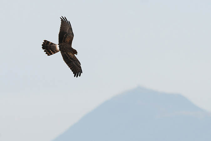 Les Oiseaux Du Limousin Sont En Danger France 3 Nouvelle