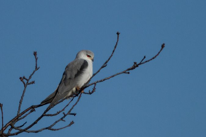 https://cdnfiles1.biolovision.net/www.faune-auvergne.org/userfiles/CHR/elanionrogerdizy.jpg