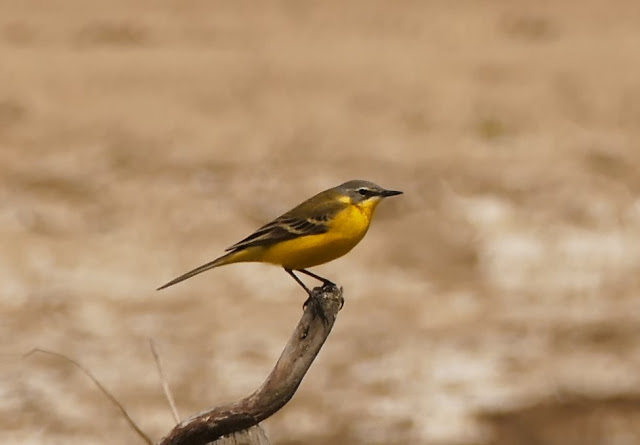 https://cdnfiles1.biolovision.net/www.faune-auvergne.org/userfiles/GROUPERNNVA/MOTFLA20170505RNVA2.JPG