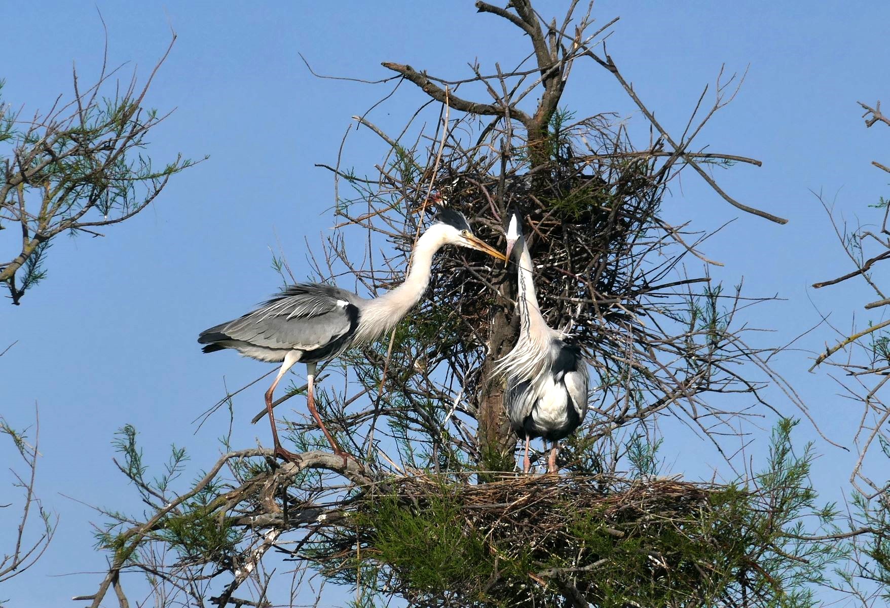 https://cdnfiles1.biolovision.net/www.faune-auvergne.org/userfiles/HERONS/copie-0P1230048.jpg