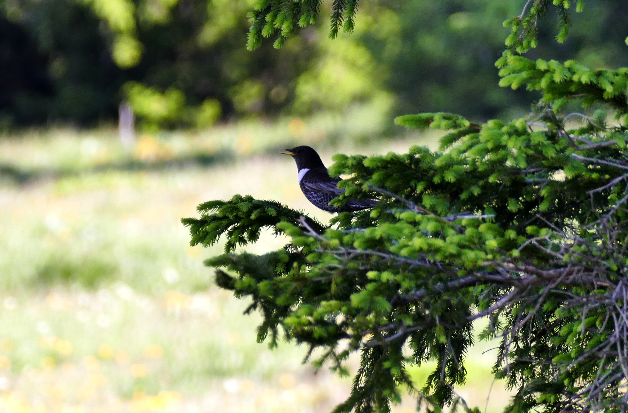 https://cdnfiles1.biolovision.net/www.faune-auvergne.org/userfiles/MERLEAPLASTRON/TURTOR20150607.JPG