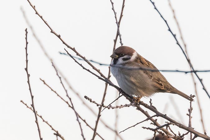 https://cdnfiles1.biolovision.net/www.faune-auvergne.org/userfiles/MoineauFriquet/LABLANQUIE.jpg