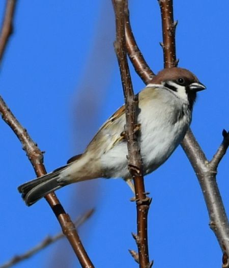 https://cdnfiles1.biolovision.net/www.faune-auvergne.org/userfiles/MoineauFriquet/THERESE.jpg