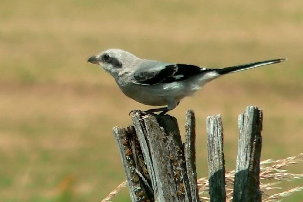 https://cdnfiles1.biolovision.net/www.faune-auvergne.org/userfiles/PGG/600400.jpg