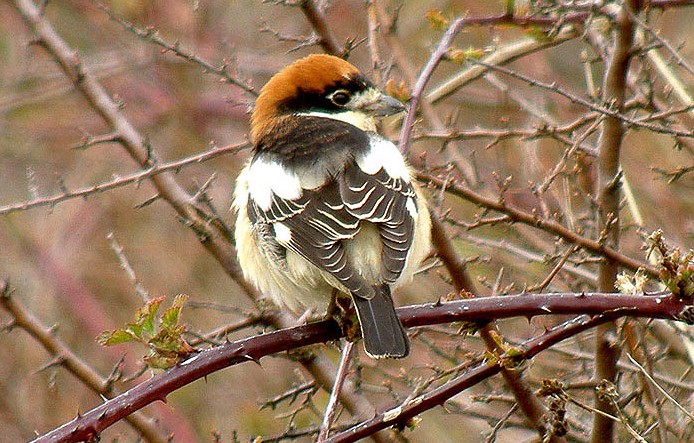 https://cdnfiles1.biolovision.net/www.faune-auvergne.org/userfiles/PGG/Pie-grichetterousse1024x7681.JPG