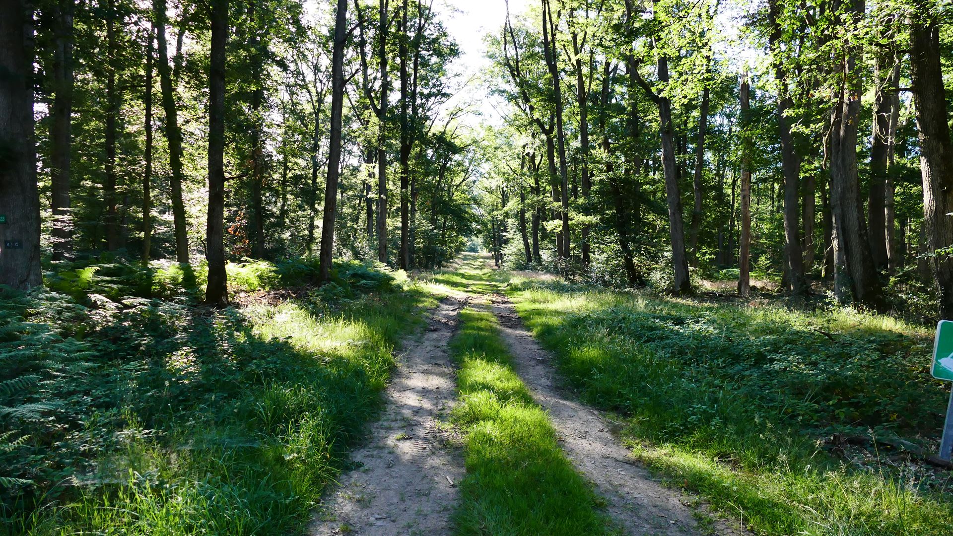 https://cdnfiles1.biolovision.net/www.faune-auvergne.org/userfiles/RAPACES03/TroncaisNantigny202007094.jpg