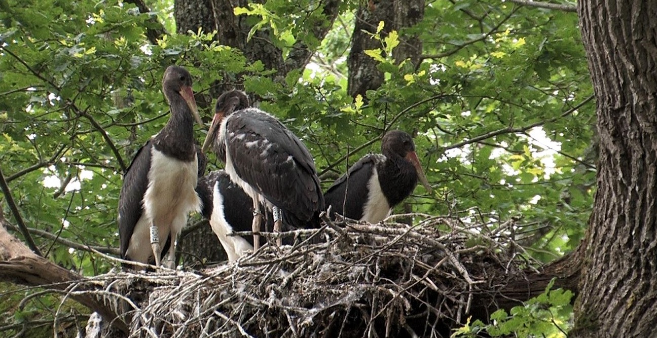 https://cdnfiles1.biolovision.net/www.faune-auvergne.org/userfiles/RAPACES03/copie-0CN-A71-2016-07-05-4.jpg
