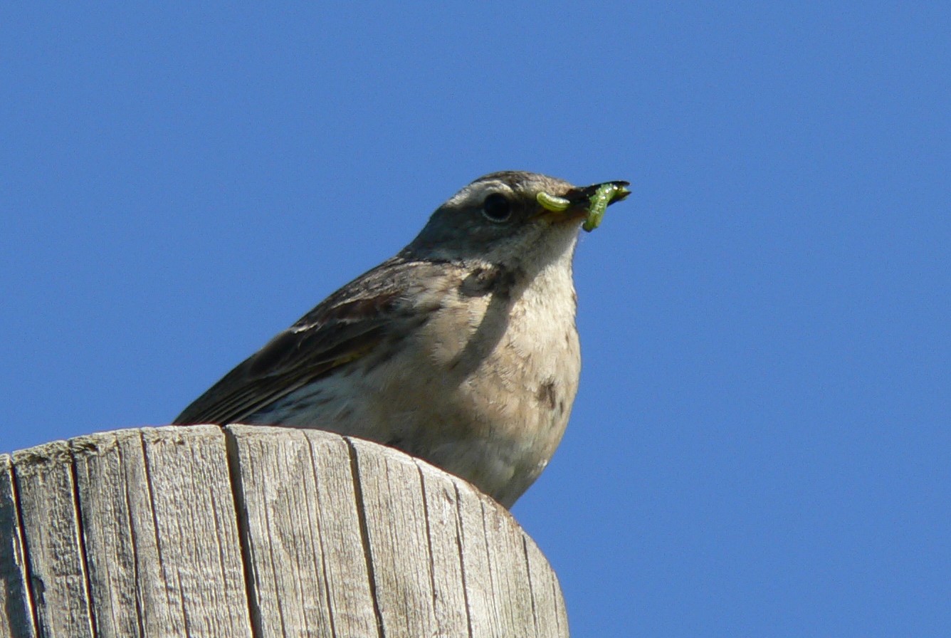 https://cdnfiles1.biolovision.net/www.faune-auvergne.org/userfiles/SPIONCELLE/ANTSPIPDDjuin201017.JPG