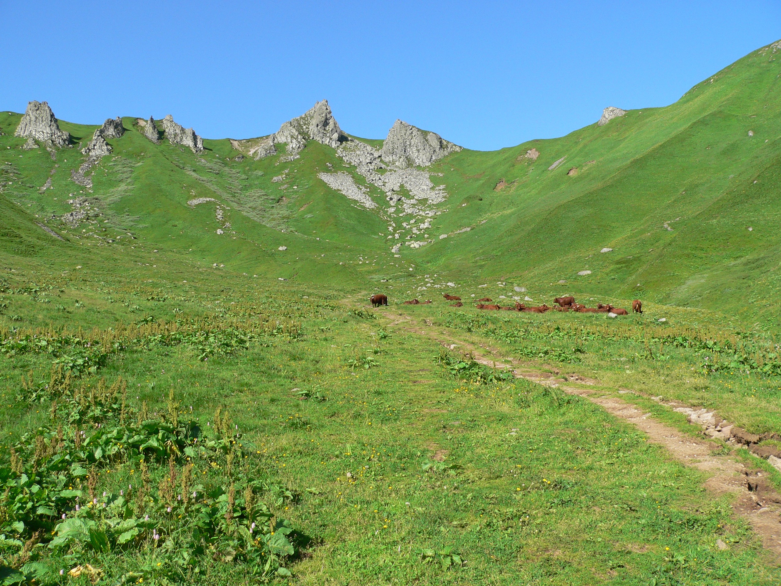 https://cdnfiles1.biolovision.net/www.faune-auvergne.org/userfiles/SPIONCELLE/P1090892.JPG