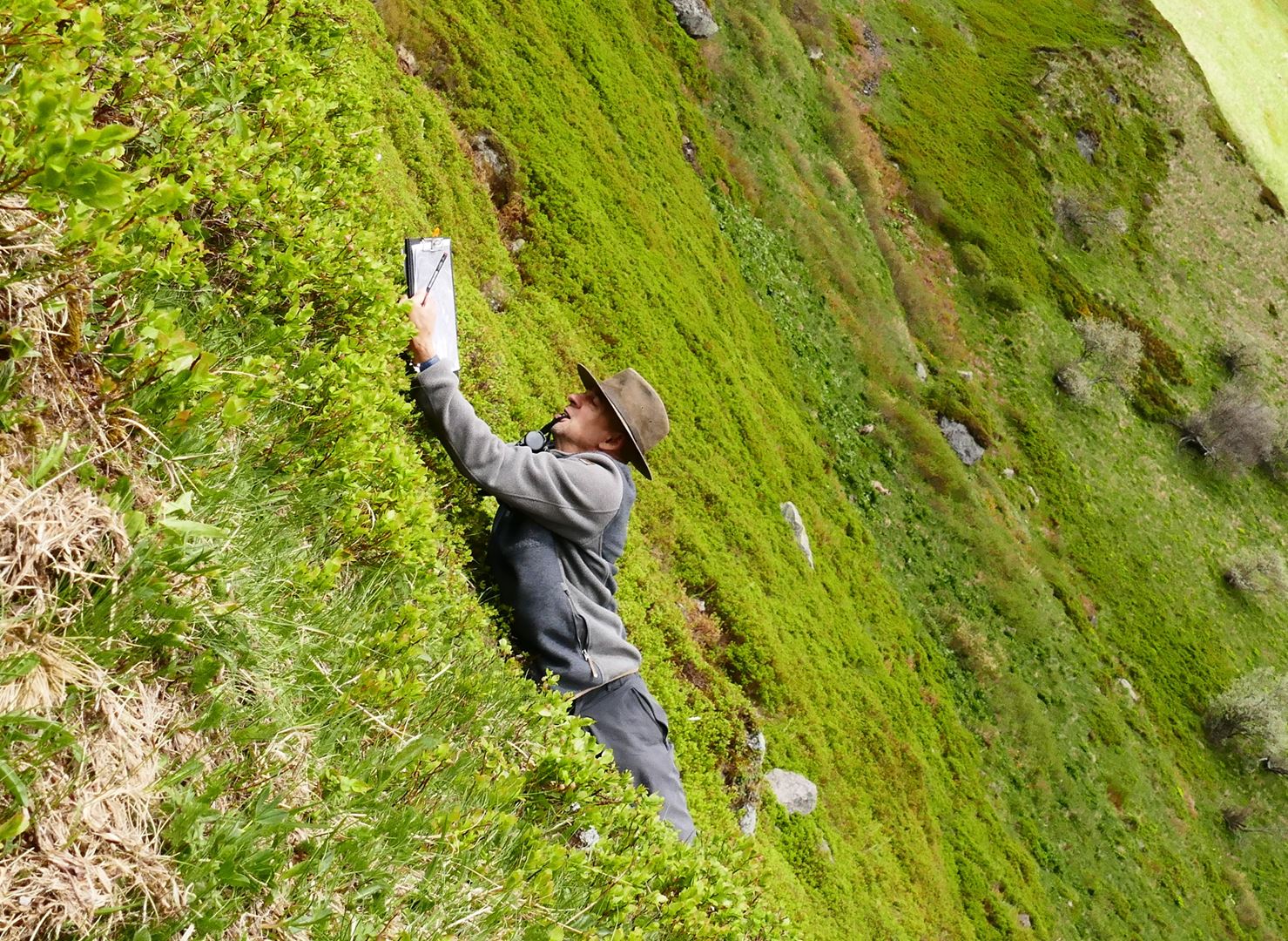 https://cdnfiles1.biolovision.net/www.faune-auvergne.org/userfiles/SPIONCELLE/P1270662.jpg