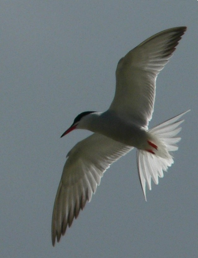 https://cdnfiles1.biolovision.net/www.faune-auvergne.org/userfiles/SUIVISTERNES/STEHIRregemortes27mai20102.jpg