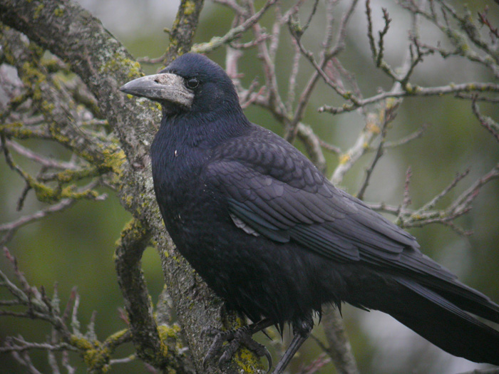 https://cdnfiles1.biolovision.net/www.faune-champagne-ardenne.org/userfiles/CORBEAU-FREUX5288Croset.jpg