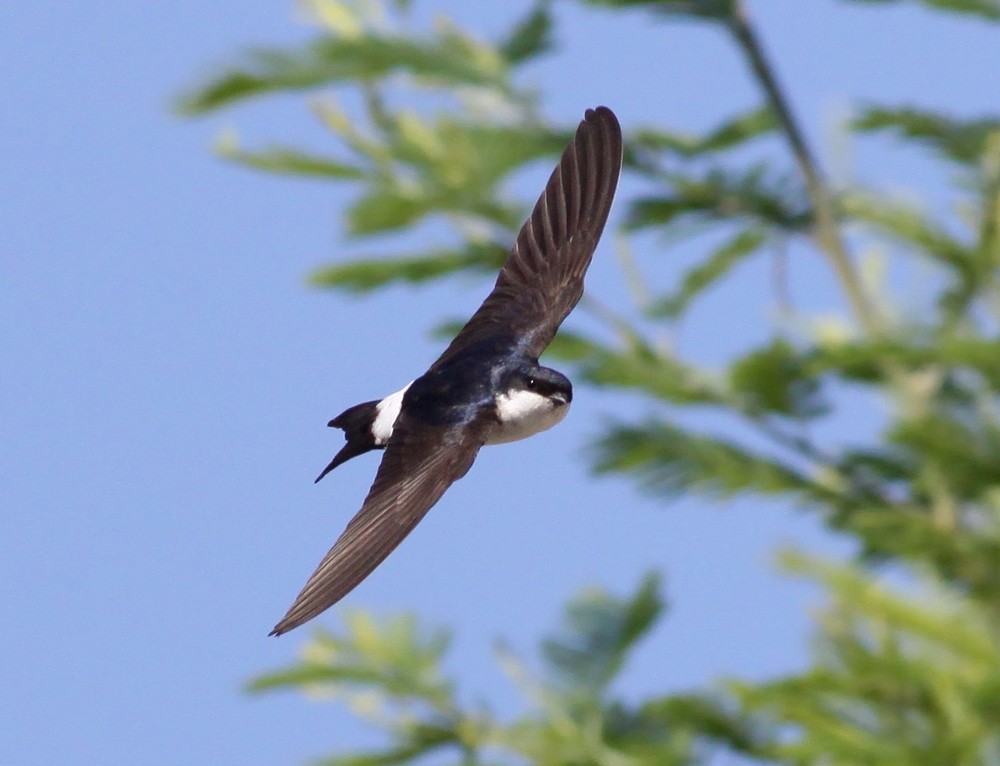 https://cdnfiles1.biolovision.net/www.faune-champagne-ardenne.org/userfiles/OiseauDeLAnnee/HirondelledefentreRenDumoulin.jpg