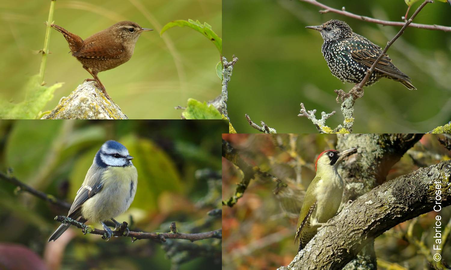 https://cdnfiles1.biolovision.net/www.faune-champagne-ardenne.org/userfiles/communs.jpg