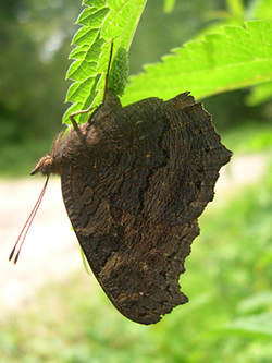 https://cdnfiles1.biolovision.net/www.faune-champagne-ardenne.org/userfiles/papillons/Paon-de-jour-pondant-pt.jpg