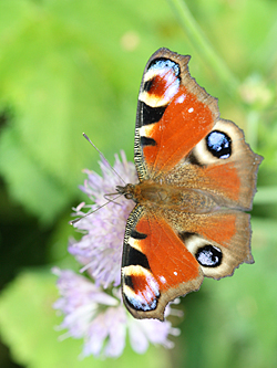 https://cdnfiles1.biolovision.net/www.faune-champagne-ardenne.org/userfiles/papillons/Paon-de-jour2.jpg