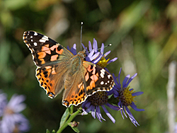 https://cdnfiles1.biolovision.net/www.faune-champagne-ardenne.org/userfiles/papillons/belledame2pt.jpg