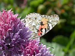 https://cdnfiles1.biolovision.net/www.faune-champagne-ardenne.org/userfiles/papillons/belledamept.jpg