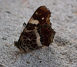 https://cdnfiles1.biolovision.net/www.faune-champagne-ardenne.org/userfiles/papillons/cgpt.jpg