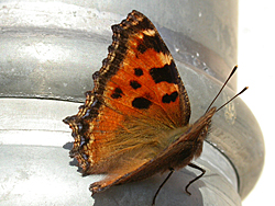 https://cdnfiles1.biolovision.net/www.faune-champagne-ardenne.org/userfiles/papillons/gdetortpt.jpg