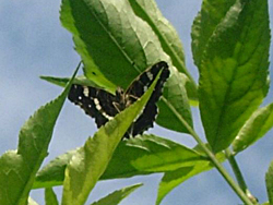 https://cdnfiles1.biolovision.net/www.faune-champagne-ardenne.org/userfiles/papillons/prorsapt.jpg
