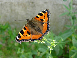 https://cdnfiles1.biolovision.net/www.faune-champagne-ardenne.org/userfiles/papillons/ptetortuept.jpg