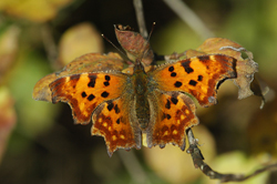 https://cdnfiles1.biolovision.net/www.faune-champagne-ardenne.org/userfiles/papillons/rld2pt.jpg