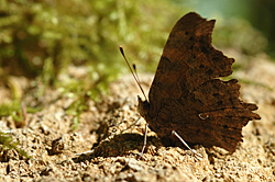 https://cdnfiles1.biolovision.net/www.faune-champagne-ardenne.org/userfiles/papillons/rldpt.jpg