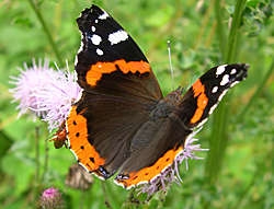 https://cdnfiles1.biolovision.net/www.faune-champagne-ardenne.org/userfiles/papillons/vulcain2pt.jpg