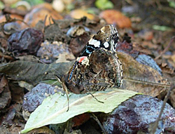 https://cdnfiles1.biolovision.net/www.faune-champagne-ardenne.org/userfiles/papillons/vulcainpt.jpg