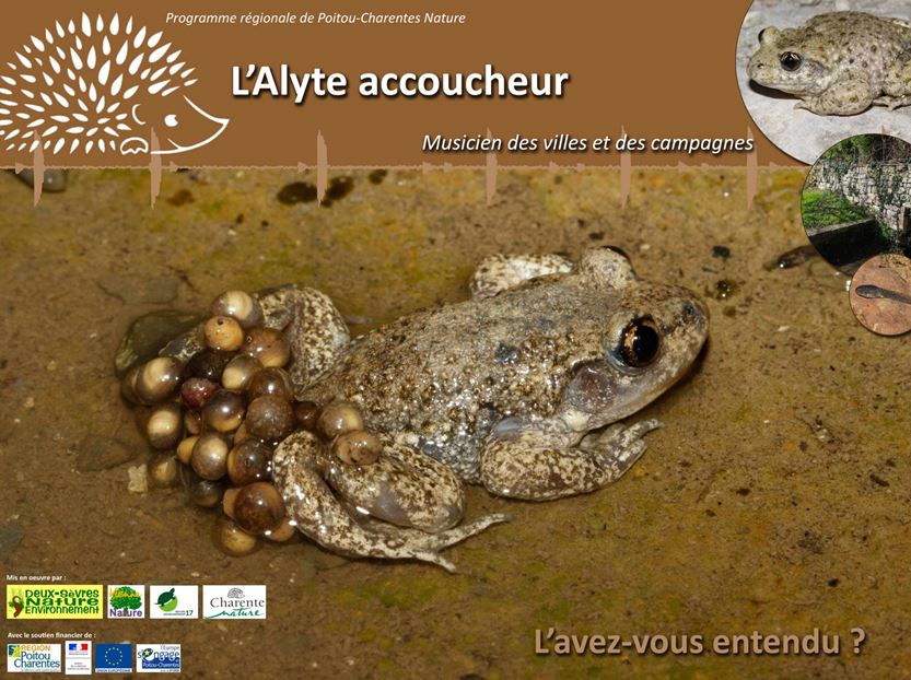 https://cdnfiles1.biolovision.net/www.faune-charente-maritime.org/userfiles/AlyteCapture.JPG