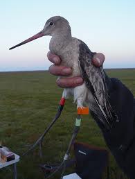 https://cdnfiles1.biolovision.net/www.faune-charente-maritime.org/userfiles/Baguage.jpg
