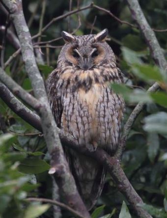 https://cdnfiles1.biolovision.net/www.faune-charente-maritime.org/userfiles/Capture.JPG