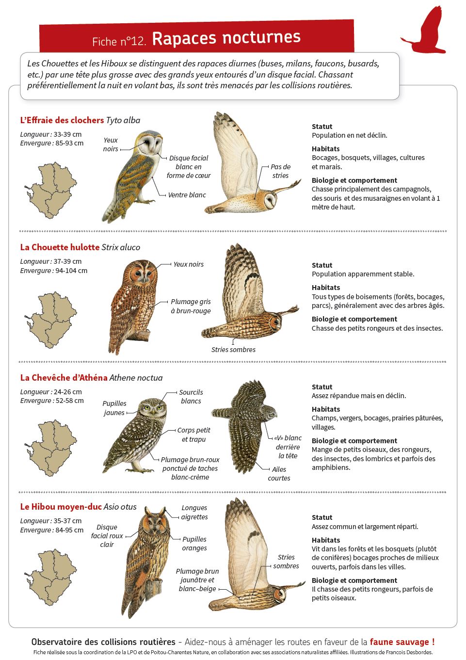 Fiche 12 Chouettes Et Hiboux Wwwfaune Charente Maritimeorg