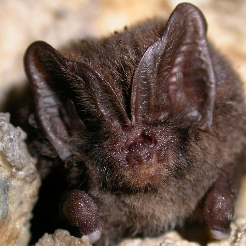 https://cdnfiles1.biolovision.net/www.faune-charente-maritime.org/userfiles/Chiro/BARBAR008.JPG