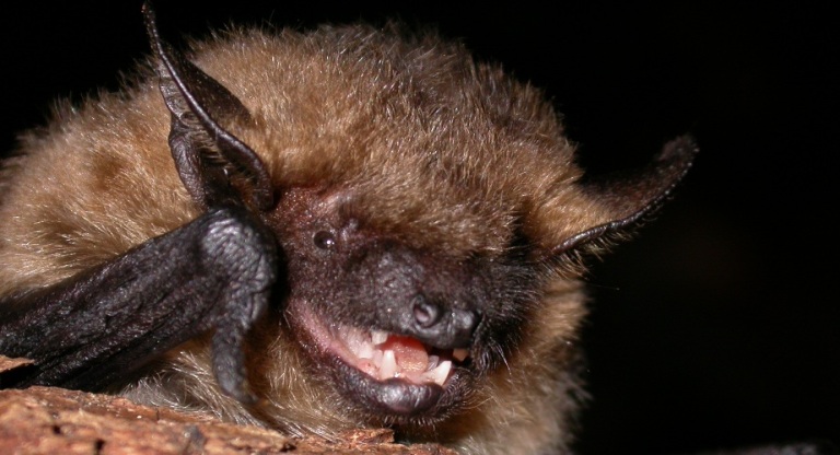 https://cdnfiles1.biolovision.net/www.faune-charente-maritime.org/userfiles/Chiro/Eptser003_1.JPG