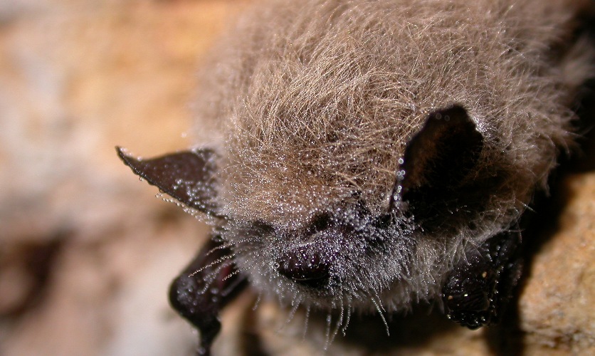 https://cdnfiles1.biolovision.net/www.faune-charente-maritime.org/userfiles/Chiro/MYOMYS021.JPG