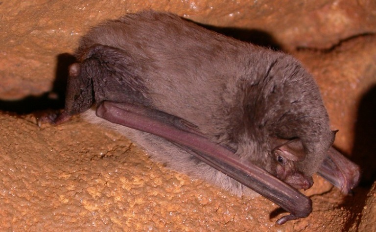 https://cdnfiles1.biolovision.net/www.faune-charente-maritime.org/userfiles/Chiro/Minsch010_1.JPG